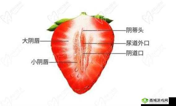 一级 B BBBBBBBB 毛片:内容的传播与危害