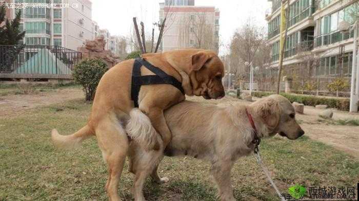 国产精品黄色大片:成年人的视觉盛宴