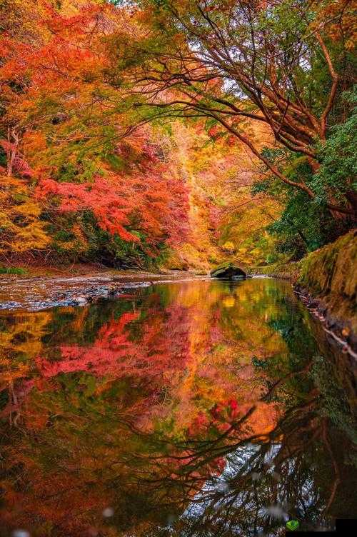 忘忧草社区WWW日本高清图片:带你领略不一样的日本风情画卷