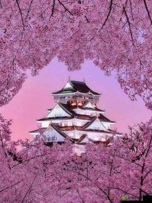 樱花草韩国日本HD免费完整版:带你领略唯美浪漫的视听之旅