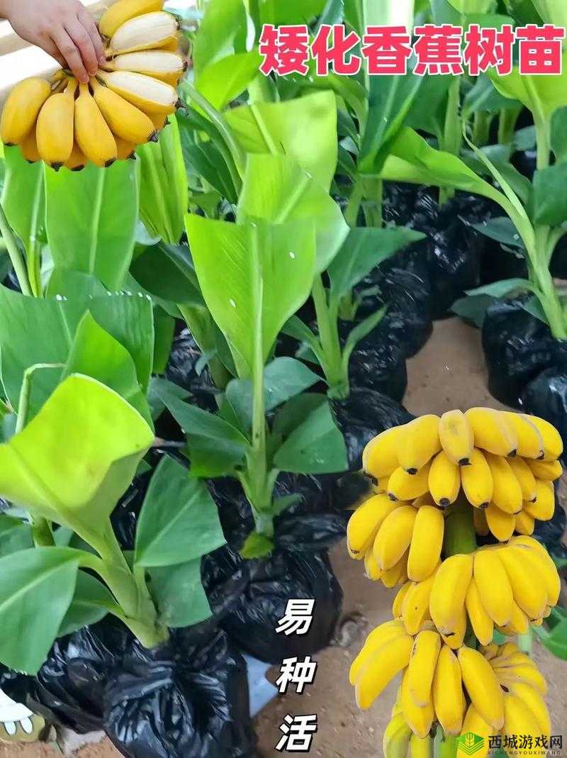 香蕉久久丫精品忘忧草产品:带给你独特体验的优质选择