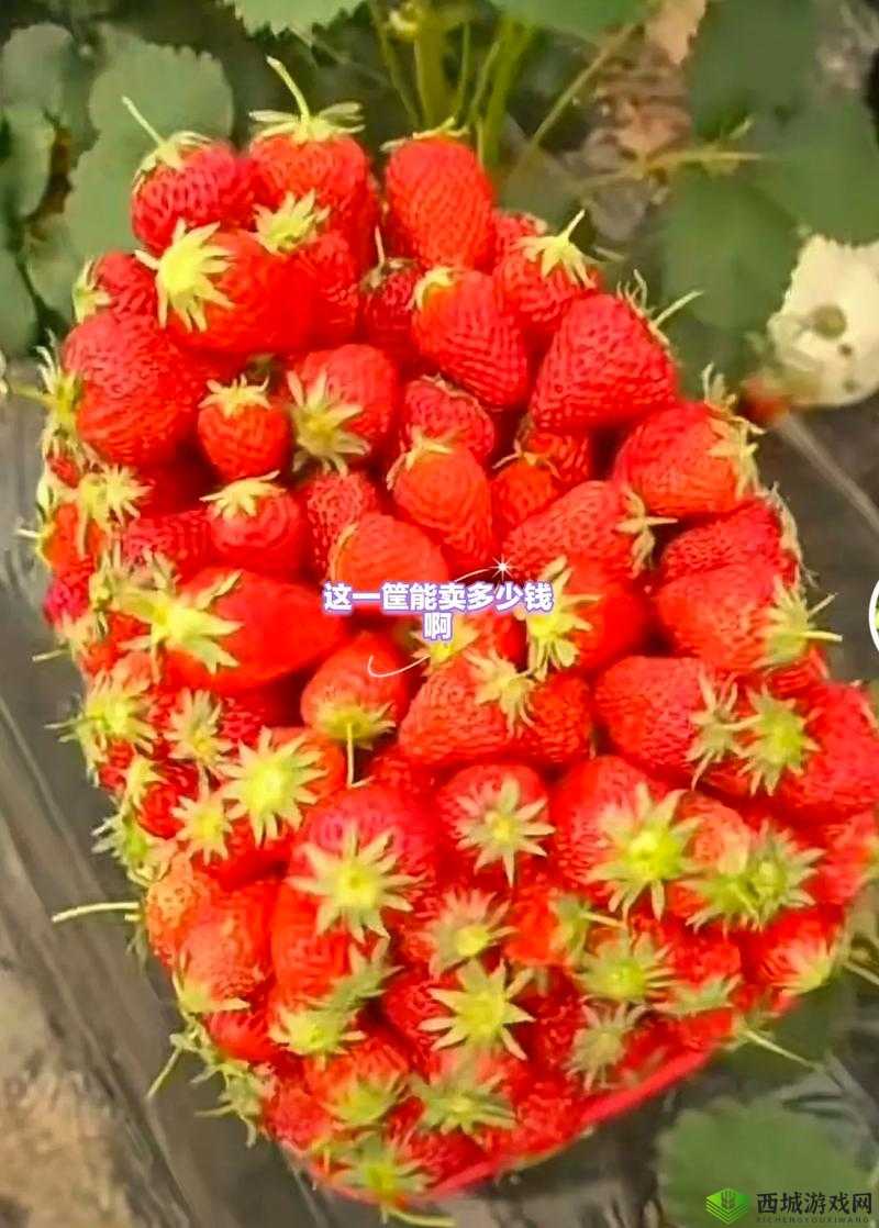 蜜丝婷大草莓 VS 小草莓:谁才是真正的美妆王者