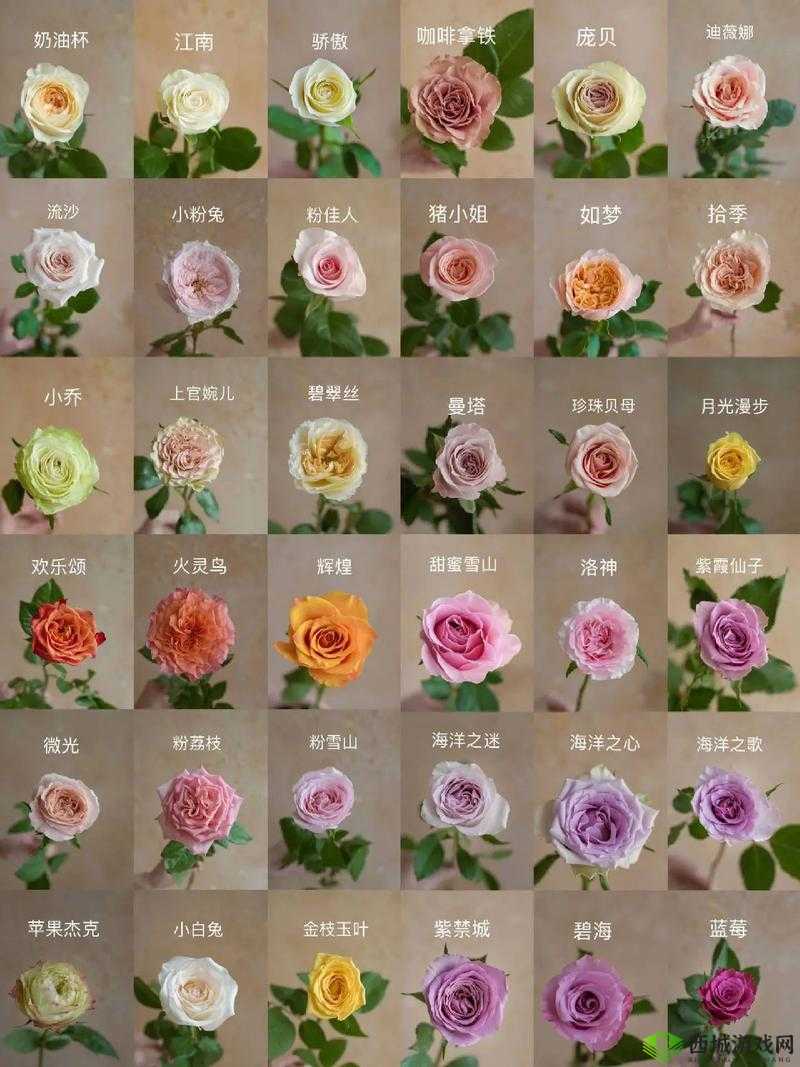 玫瑰系列价格对比:了解不同品种玫瑰的价格差异