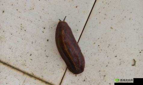 有一根又黑又硬的蘑菇头详细区分类型：深入探索其特点与差异