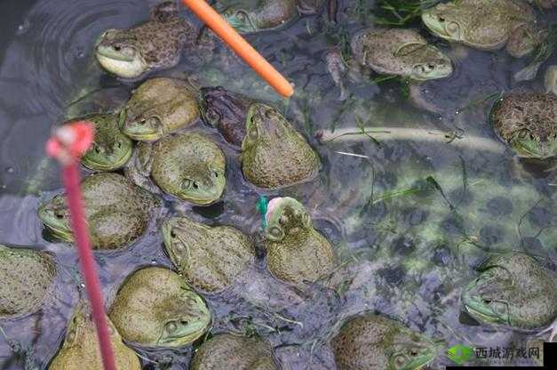 牛蛙垂钓技巧与乐趣探索