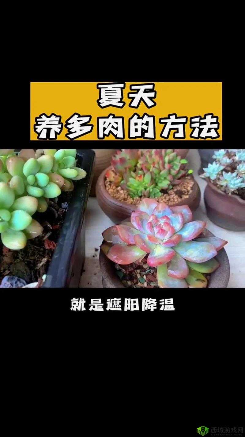 皇家共享小公主多肉怎么养:掌握这些技巧,让你的多肉植物茁壮成长