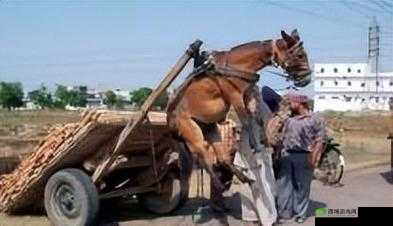 人马畜禽 Company Limited :探索创新发展的无限可能