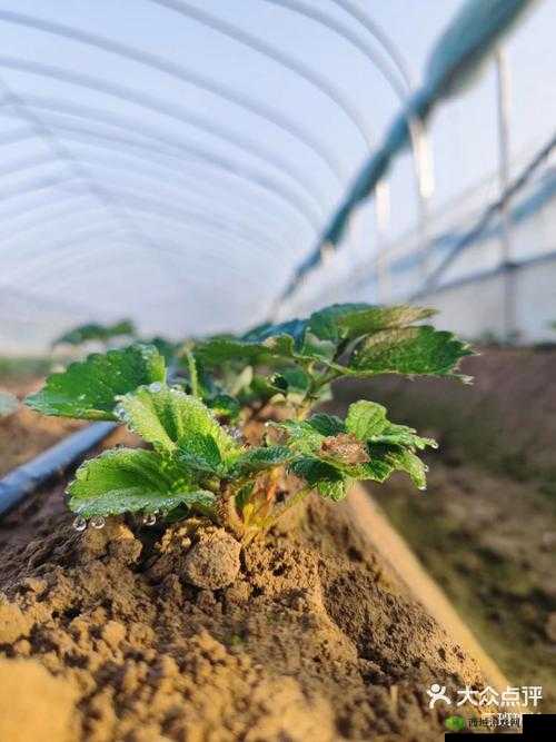草莓湿漉漉是好事还是恶性这一现象引发的思考与探讨