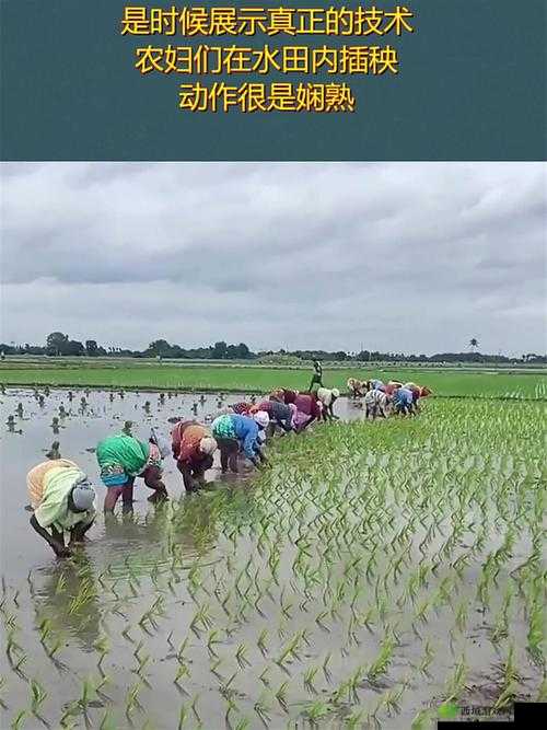 24 种男女插秧法提高效率:传统农耕技艺的独特展现与实践探索