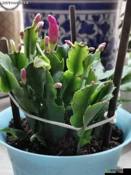 扦插 BB 有什么好处：让你轻松拥有健康可爱的植物宝宝