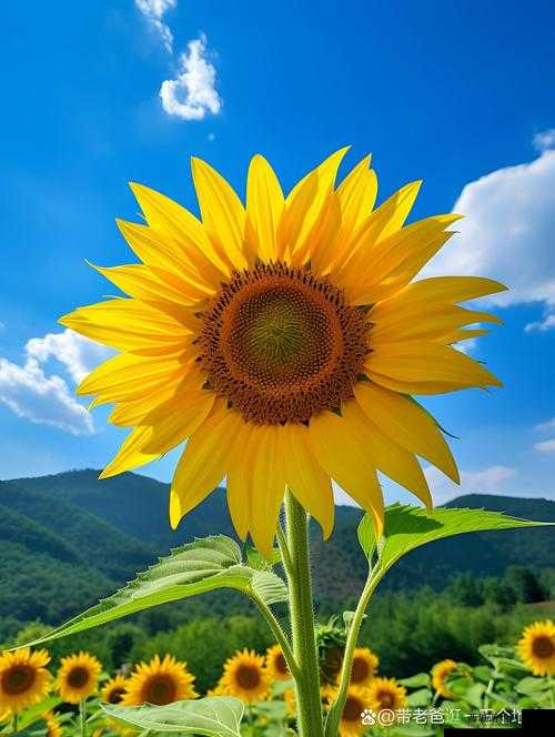 丝瓜草莓芭蕉向日葵:大自然馈赠的缤纷蔬果乐园