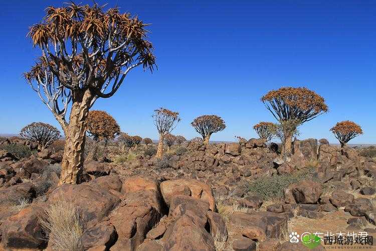 中国 Windows 野外:探索其独特魅力与无限可能