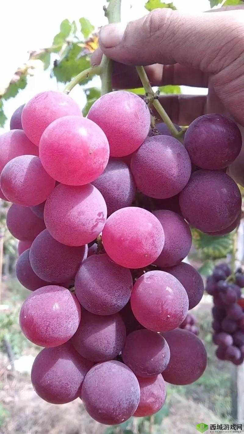 葡萄不准掉出来晚上检查:确保每一颗都安稳留存