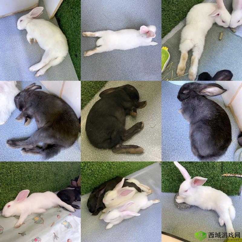 老公为何一直咬我的小兔兔:令人困惑的行为背后的原因