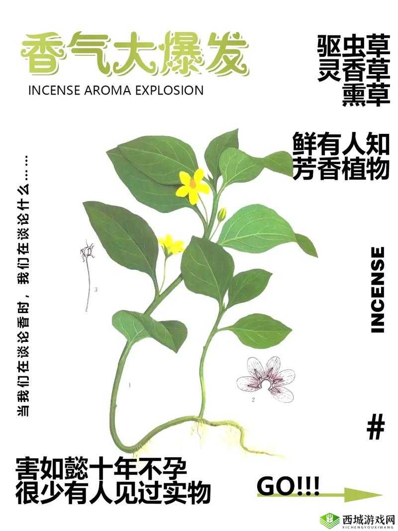 17c 草名字——独特而神秘的存在