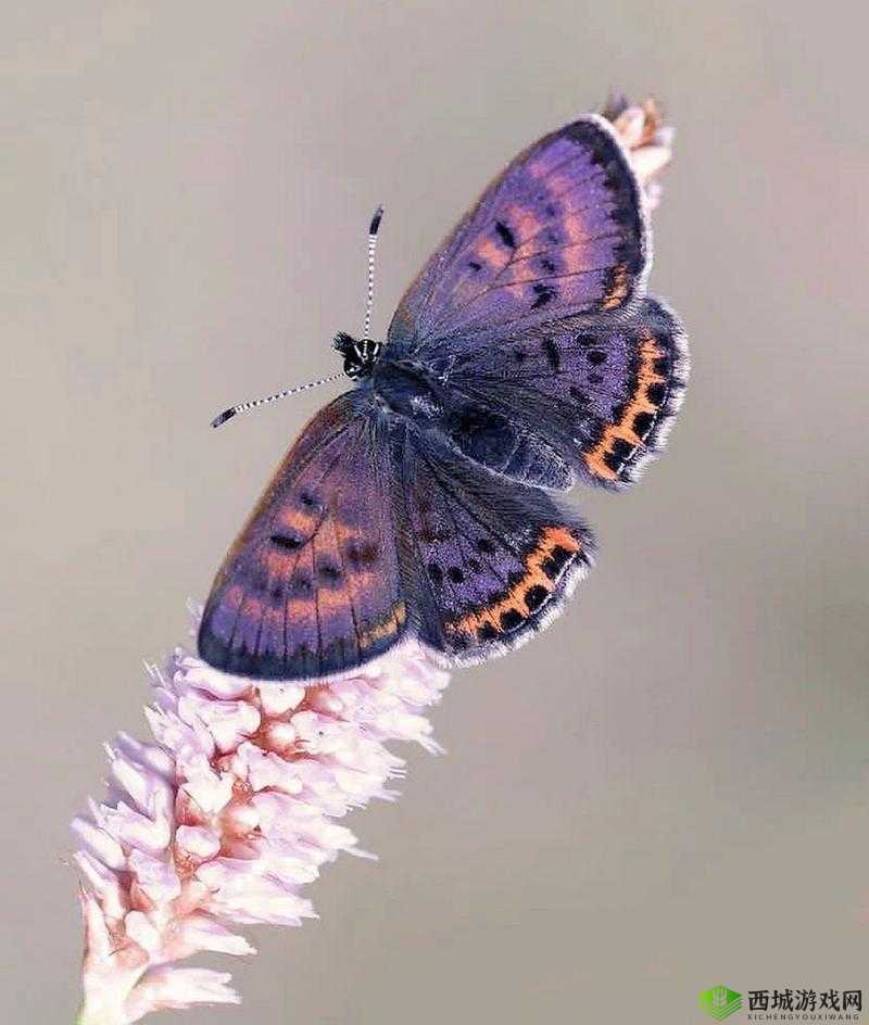 罕见的女生蝴蝶比:是什么让它如此特别
