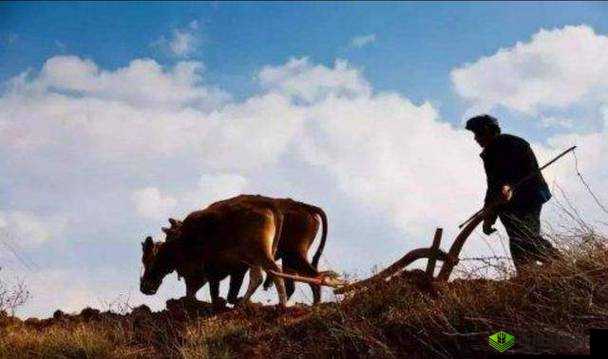 儿子耕了母亲荒废的田:这背后有着怎样的故事和意义