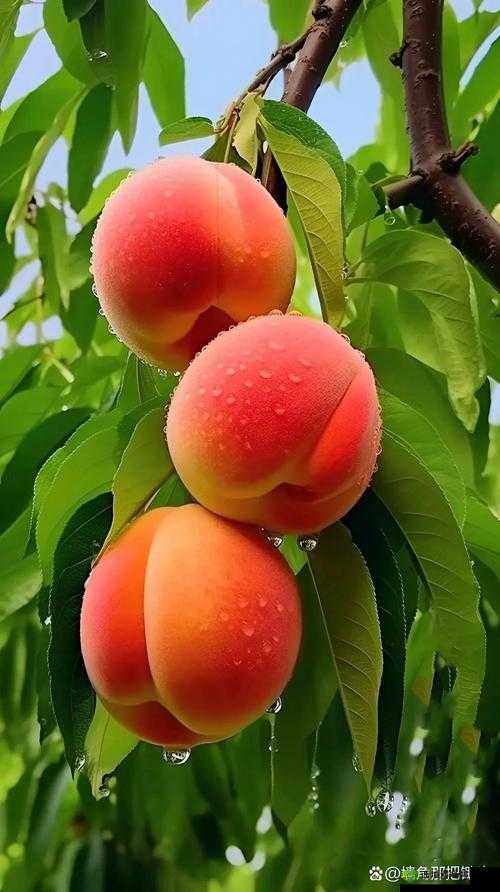美国的水蜜桃 3:美味多汁的水果新宠令人垂涎欲滴