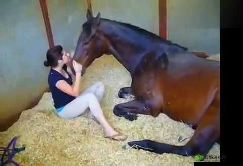 久久久人与兽：奇幻世界里的别样情感与纠葛