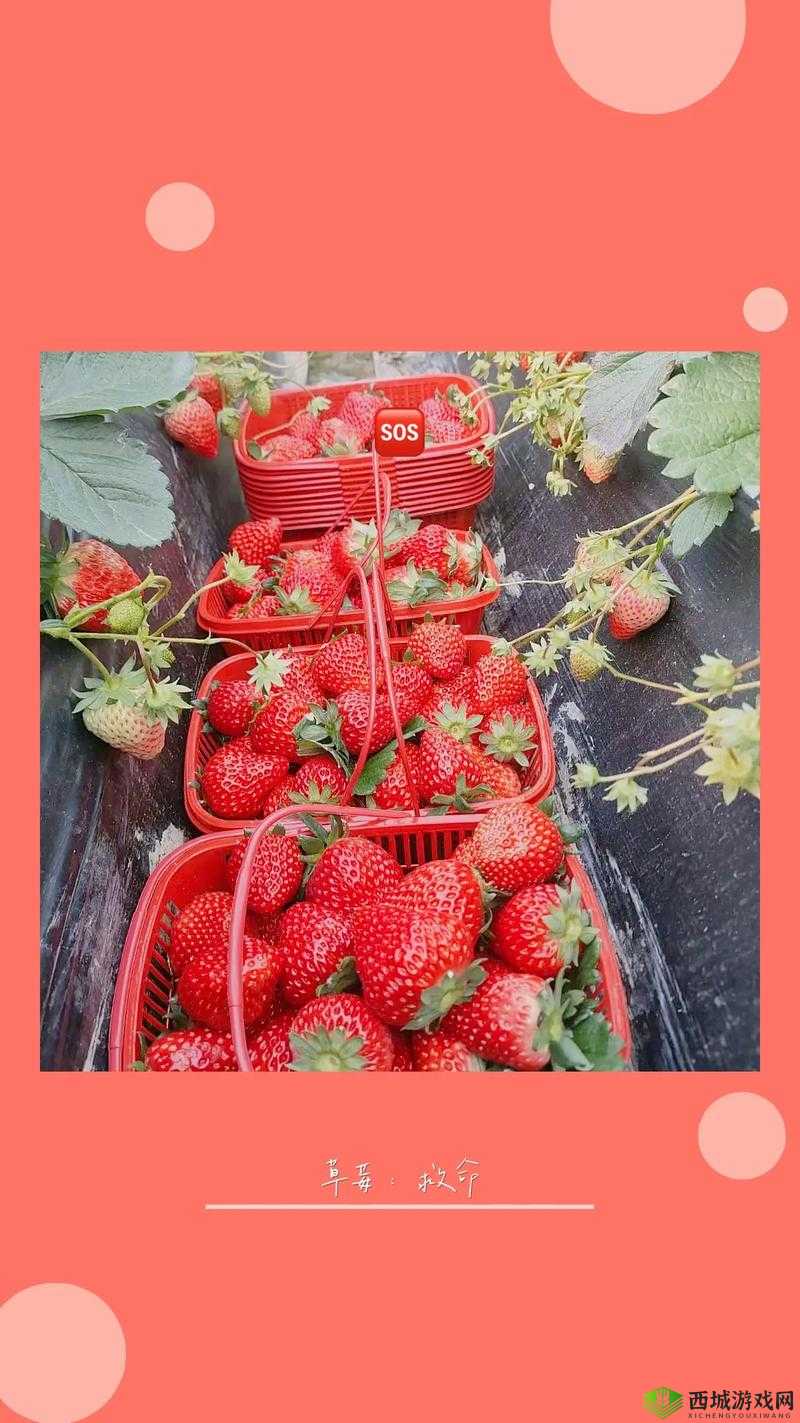 草莓视频草莓视频草莓 X：带你走进精彩的视频世界