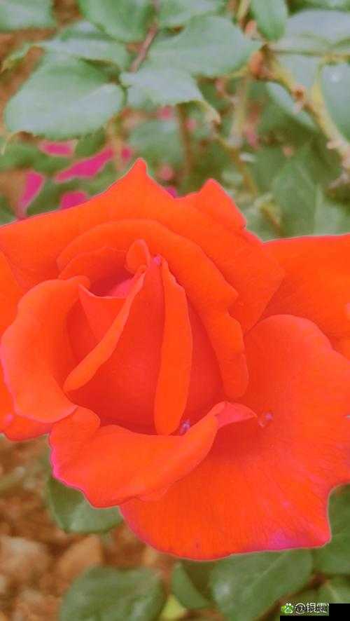 绿意盎然海角原创在哪里看:探寻其神秘所在之处