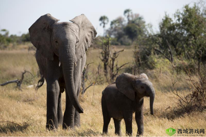 白虎嫩逼，令人血脉贲张的神秘之美：探索其独特魅力与故事
