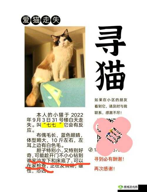 当猫咪失踪，怎么办？