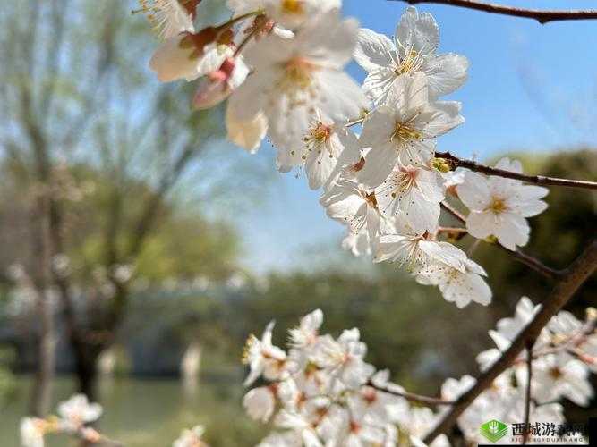 樱花 16q808a:独特魅力绽放的经典之作