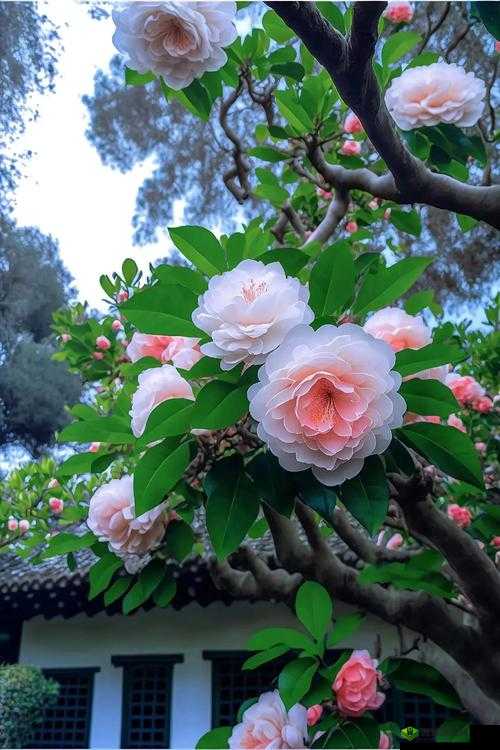 吃花核心流水喝:探索其背后的奥秘与意义以及对生活的影响