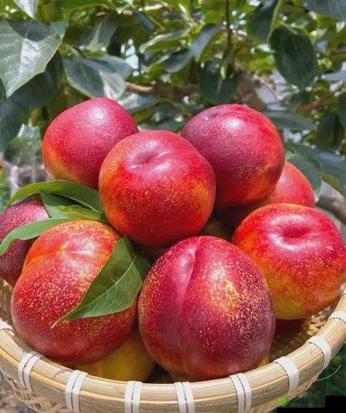 97 蜜桃图片:带你领略清新甜蜜的水果风情