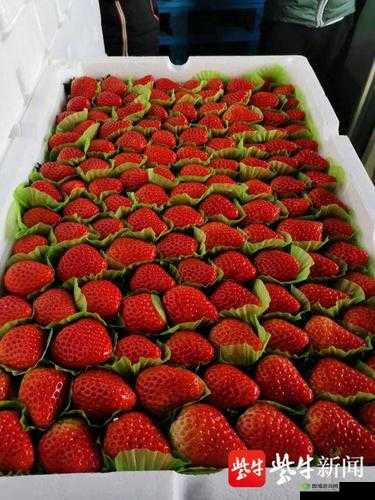 18 禁止观看草莓视频:涉及不良内容需远离