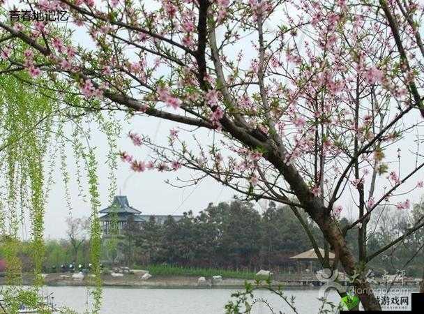 亚洲精品永久 www 嫩草桃花岛带来独特精彩体验