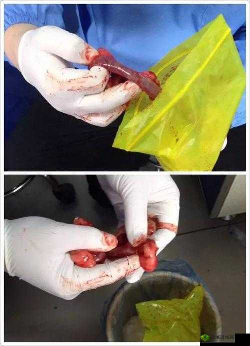 人狗胶配方大全:狗狗被卡住难以拨出的棘手状况