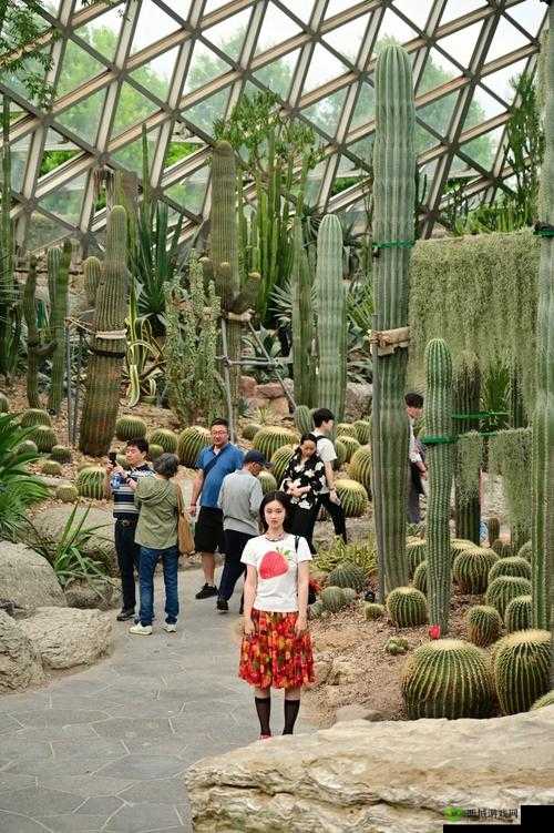 仙人球后面的奇幻世界