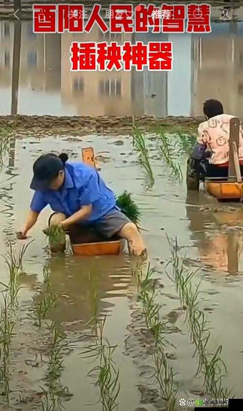 外国情侣插秧方法:独特的农田劳作体验与文化交融展现