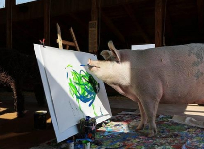 欧美 zooskoolknotty 猪:独特视角下的精彩呈现