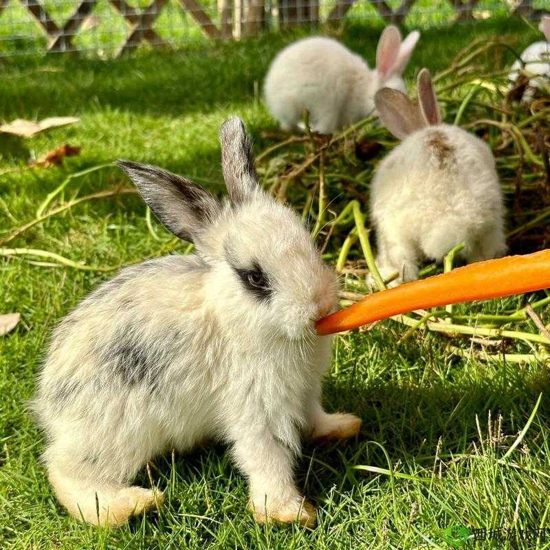 男朋友咬我的小兔子头会发炎吗:需警惕的亲密行为风险