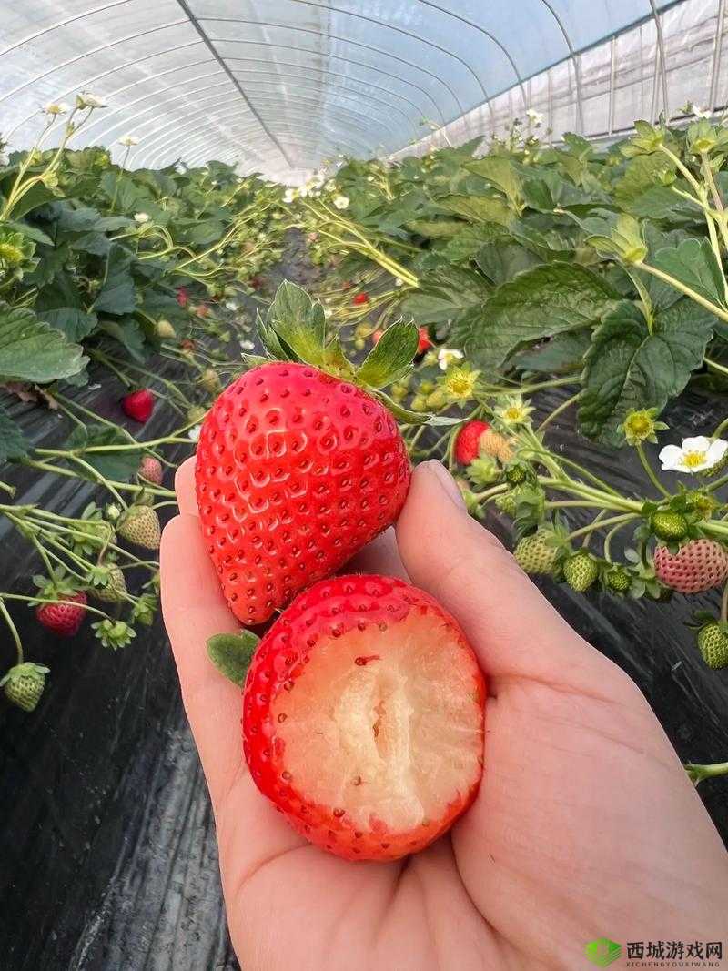 当草莓樱桃水蜜桃邂逅浪漫,会碰撞出怎样的甜蜜火花?