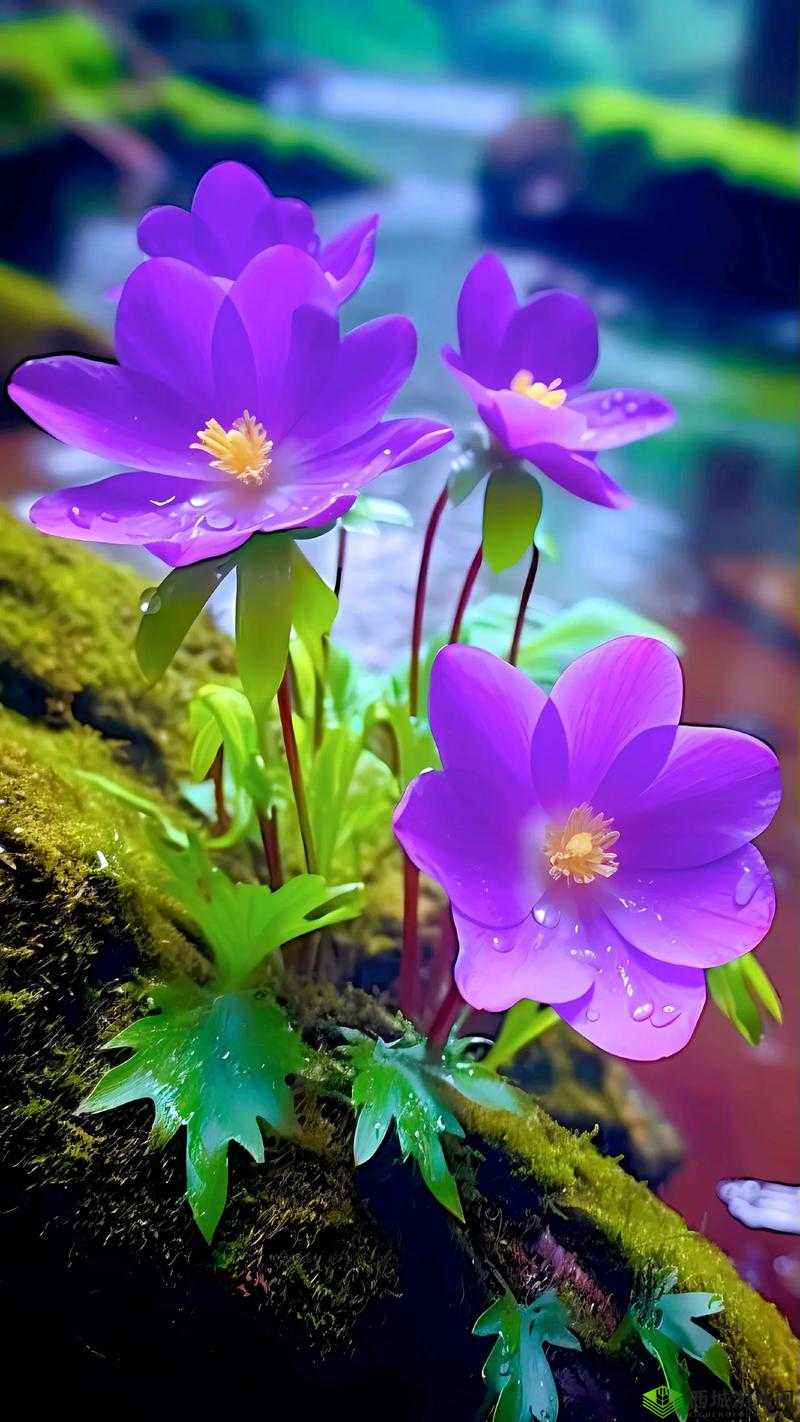 野花日本免费观看大全 3 :带来精彩的视觉盛宴