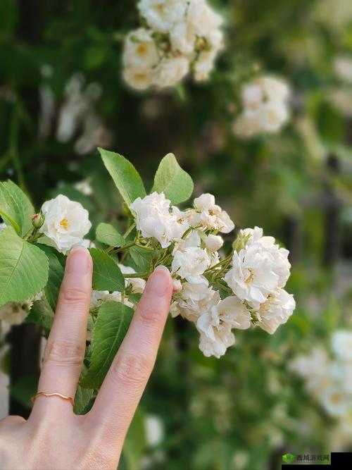 手指在花心里搅拌:一场独特而奇妙的体验探索