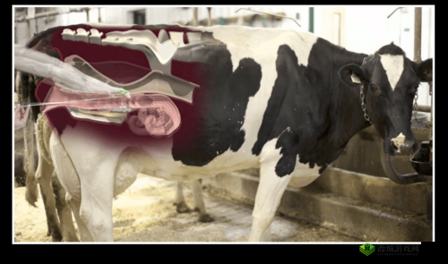 国产嘼皇 bestiality:探索人与动物之间的情感纽带