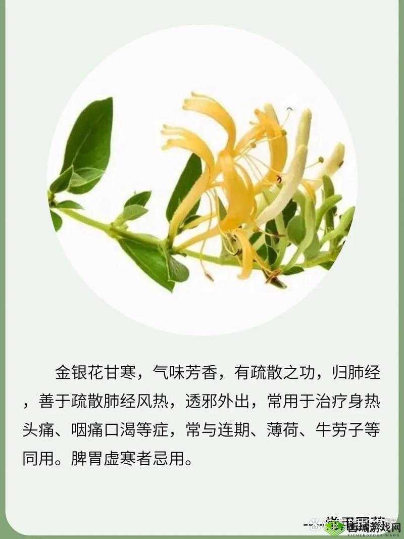 双管齐下金银花:独特功效与品质的双重展现