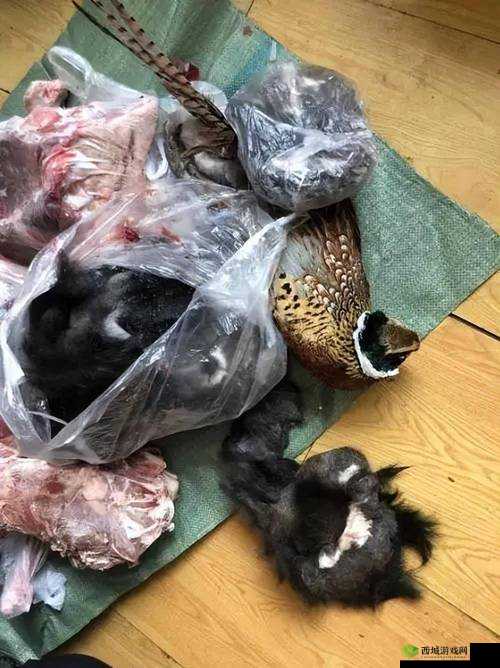 末日生存的智慧，从野鸡肉与木炭谈起