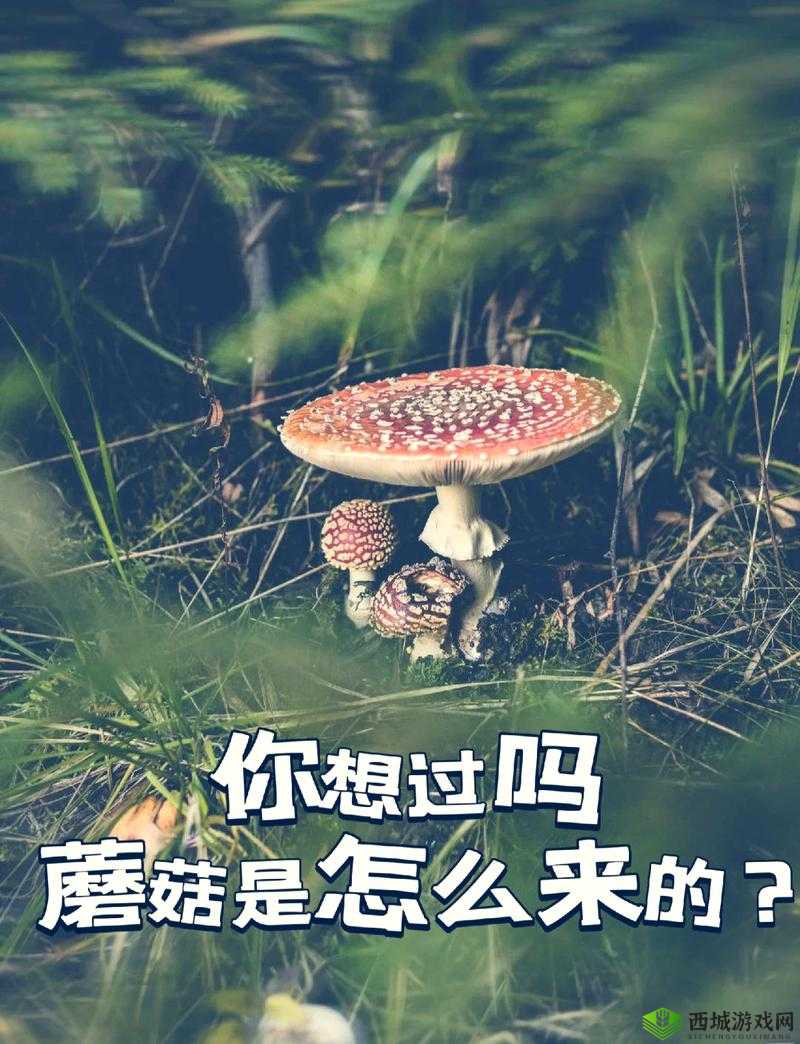 x9x9x9 任意槽 108 蘑菇 :探索其独特的奥秘与魅力