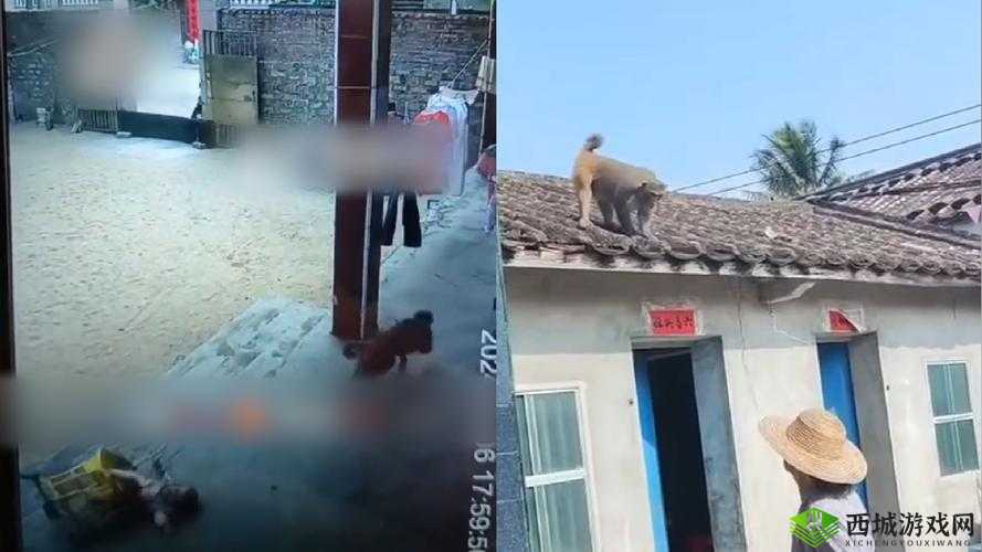 二人 生猴子 全程不盖被子图片大全:相关内容详细展示与解析