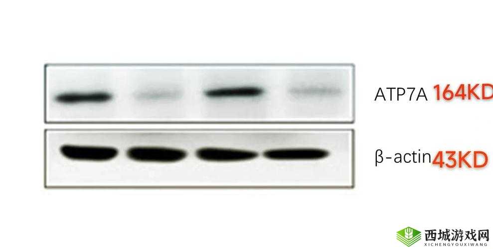 Fxaa 和 MAXX：创新技术带来的卓越体验与广泛应用