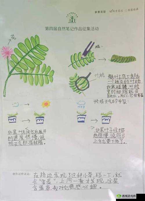 含羞草的茎在早晚上的独特变化与生长规律探究