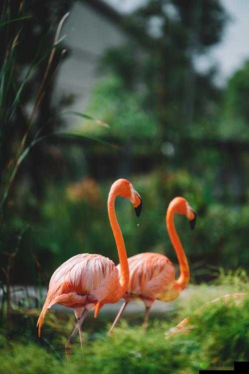 人物与动物交互在钱里叫什么：奇妙的互动现象探讨