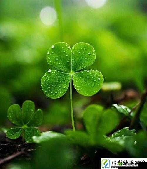 成品人和精品人有何区别?四叶草迎来了倒数计时