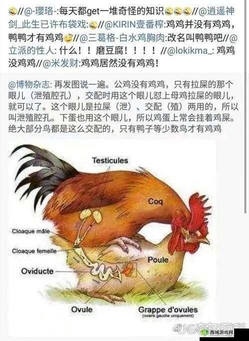 神秘的 69 男女:XX 背后的故事